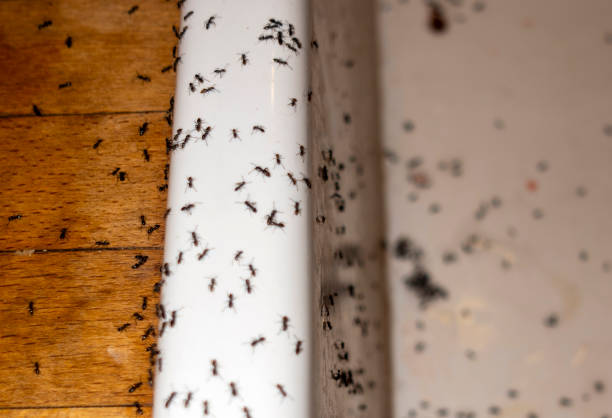 Best Pest Prevention Services  in Brockway, PA