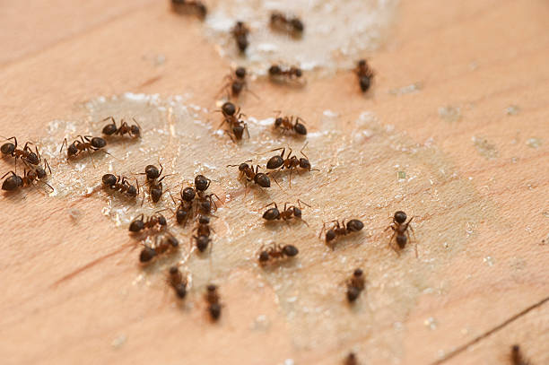 Best Flea Control Services  in Brockway, PA